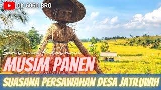 JALUR TREKKING‼️Di Persawahan Desa Wisata Jatiluwih dengan Suasana Pedesaan yang Asri Bali Indonesia