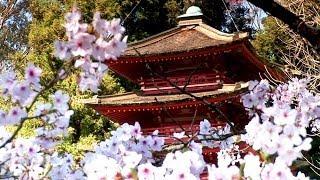 Zen Garden - Cherry Blossoms Mindfulness Relaxation & Meditation - 50 minutes