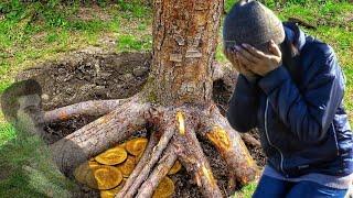 ОБАЛДЕТЬ сколько находок скрывалось под корнями деревьев. В поиске кладов и тайников в лесу