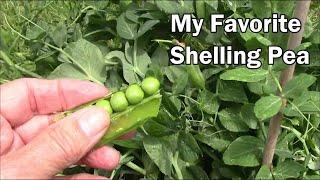 My Favorite Shelling Pea For Our Area - Comparing 3 Types