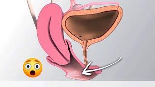 كيف يحدث القذف عند المرأة أثناء الجماع   البروستاتا الأنثوية