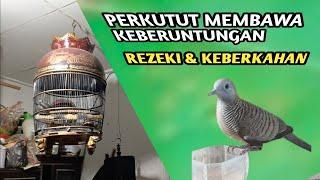 Perkutut membawa keberuntungan Rezeki