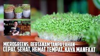 Microgreens Bertani Tanpa Lahan