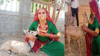 हिरण के बच्चों को दूध पिलाती हुई बिश्नोई समाज महिला... BISHNOI FAMILY video Rajasthan..