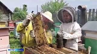 На пасеке у дедушки шестилетняя девочка из Кузбасса осваивает роль пчеловода