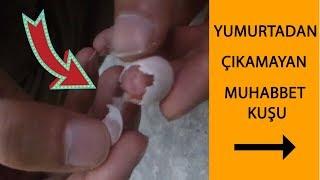 Yumurtadan Çıkamayan Muhabbet Kuşunu Çıkarttık