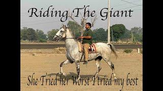 riding mare Karam of Karamaati blood line of Nihangs