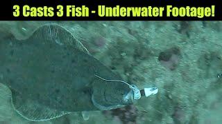 3 Casts 3 Fish - Underwater Footage Alaskan Halibut Fishing - Juneau Alaska JULY 2021