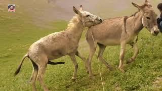 Donkey and Horses groom each other in the same way as the first 