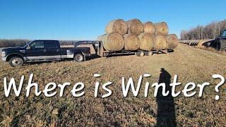 Where is Winter??  Hauling Alfalfa Bales