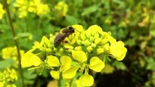 Bees in a mustard field