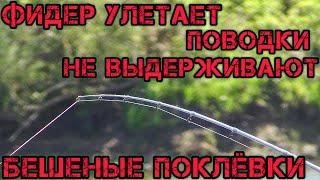 ФИДЕР УЛЕТАЕТ ПОВОДКИ НЕ ВЫДЕРЖИВАЮТ ТАКИХ ПОКЛЁВОК БЕШЕНЫЕ ПОКЛЁВКИ НА РЕКЕ