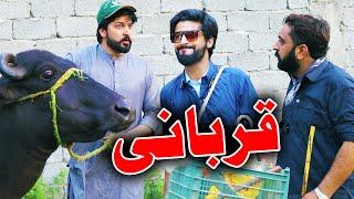 Qurbani Bakra Eid Special Funny Video By PK TV Vines 2023  PK TV