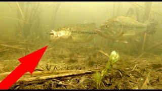 ULTRA CLEAR Underwater Bed Fishing for Bass w Incredible Footage Tips & Tricks