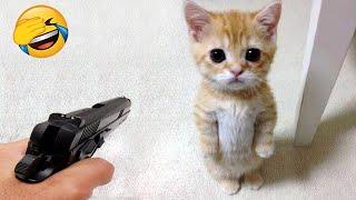 New Funny Videos 2024  Cutest Cats and Dogs  Part 43