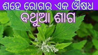 ବଥୁଆ ଶାଗର ଔଷଧୀୟ ଗୁଣ। Medicinal plant Chenopodium album benefits in odia.