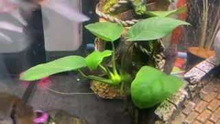 Black ghost knife fish missing two of them and I have few more new fishes #Aquarium #Tropicalfish