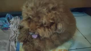 Anjing poodle red nenek kawin sama Anjing poodle silver cucu..