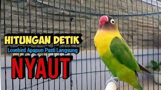 Pancingan Lovebird Ngekek Panjang AMPUH Bikin Ngekek PUTAR SAJA Lovebird manapun Pasti NYAUT