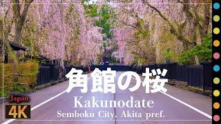 武家屋敷と桜が織りなす日本の美「角館の桜」（Kakunodate   Semboku City  Akita pref.