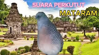 SUARA PERKUTUT MATARAM COCOK UNTUK PANCINGAN ‼️