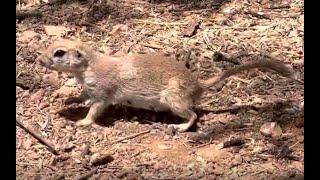 Round-tailed Ground Squirrel at Desert Botanical Garden HD