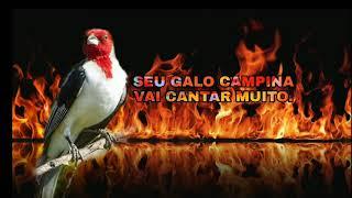 O MELHOR CANTO PARA ESQUENTAR E DEIXA SEU GALO CAMPINA FOGOSO CANTO  % SELVAGEM