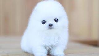 Pomeranian bath  Pomeranian grooming Pomeranian haircut Compilation #5