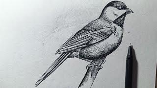 How to Draw a Bird Pen Sketch Drawing Techniques for Beginners