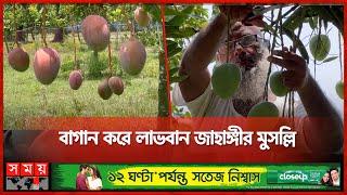 আম বাগান করে ১০ লাখ টাকা আয়ের আশা   Mango Cultivation  Patuakhali News   Somoy TV