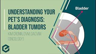 Understanding Your Pets Diagnosis Bladder Tumors