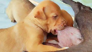 Lovely puppies taking wonderfull breastfeeding #puppy #puppies #puppyplaytime #doglover #dogs