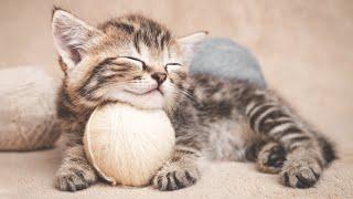 Music to Calm Cats  End Stress With Relaxation Music & Anxiety Relief  Cat love Music