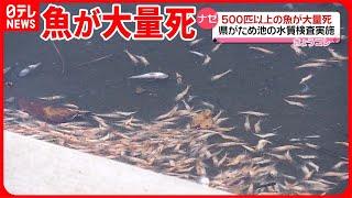 【魚500匹以上】コイ・フナ・ナマズが大量死  ため池の水質検査を実施  秋田・にかほ市