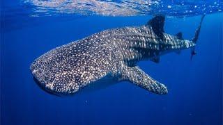 Whale Shark - The Largest Fish In The World  Documentary EnglishHD