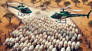 Australian Farmers Use Helicopters And Robots To Raise Millions Of Cattle Goats And Sheep