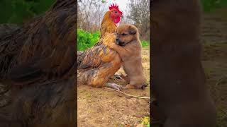 Friendship  puppy and chicken . A beautiful moment #191 - #shorts