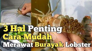 Burayak Lobster Aset Berharga Pada Budidaya Lobster Air Tawar. Perlu Perawatan Ekstra.