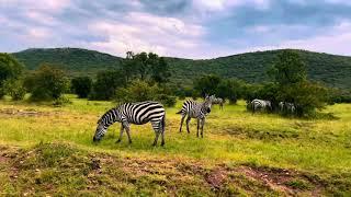 TOURING MAASAI MARA”GAME DRIVE “️