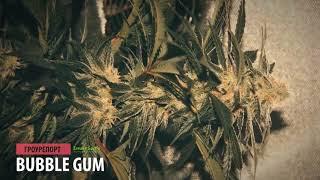 Выращивание марихуаны DWC Гроурепорт Bubble Gum