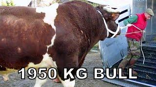 Heaviest Bull In The World  1950kg Bull named Fetard  Rouge des Pres breed