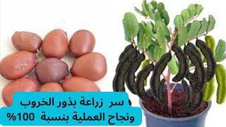 تعرف على سر زراعة بذور الخروب... إزرع بذور الخروب بهذه الطريقة وتحصل على شجيرات خروب في مدة 30 يوما