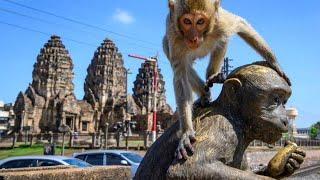 Affen kapern Stadt in Thailand