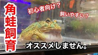 【カエル飼育】「初心者におすすめ」とされている【ツノガエル】をおすすめしない理由【クランウェルツノガエル】