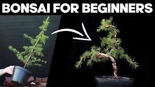 How to Make Bonsai for Beginners *EASY*