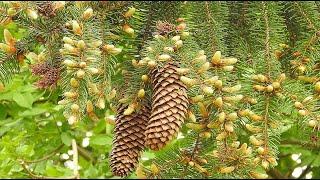 What Plants Are Gymnosperms ?