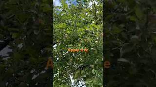 सेब का पेड़ apple tree