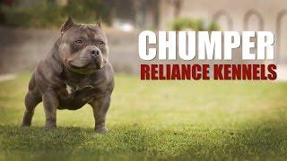 AMERICAN BULLY - ABKC CH CHUMPER