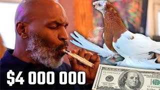 Майк Тайсон дал $4000000 голубям Двухчубые голуби. Tauben. Pigeons. Palomas. Pombos. 비둘기.