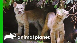 Lynx Kittens Explore Their Exhibit for the First Time  The Zoo